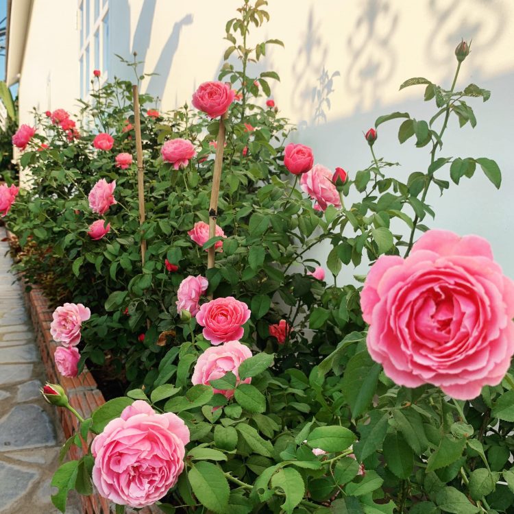 Cách trồng hoa hồng đơn giản cho nhiều bông