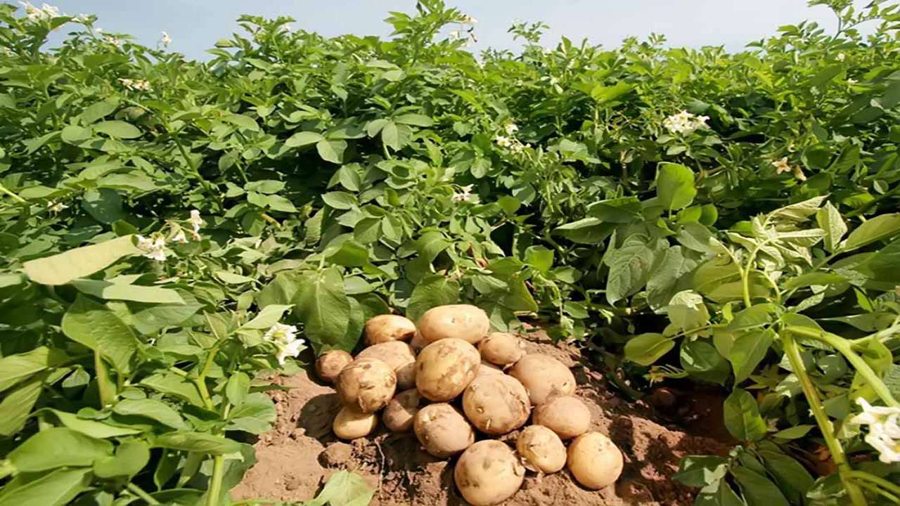 Kỹ thuật trồng khoai tây