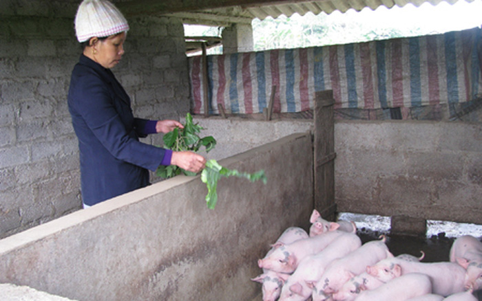 Các biện pháp phòng bệnh cho lợn con