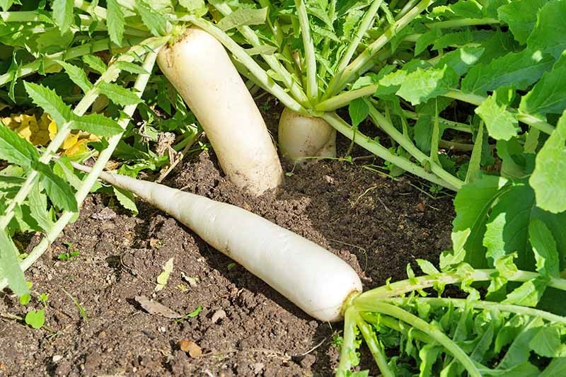 Quá trình trồng củ cải trắng