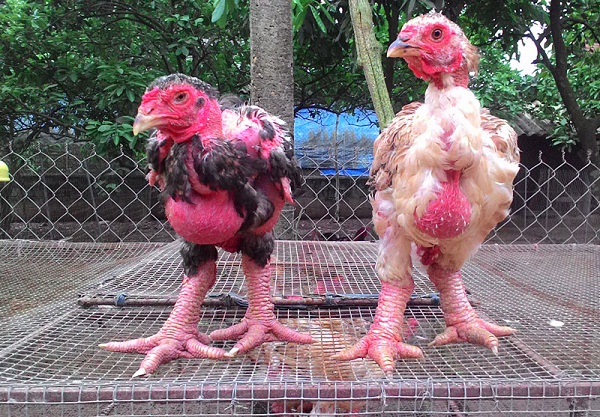 Chăn nuôi gà Đông Tảo