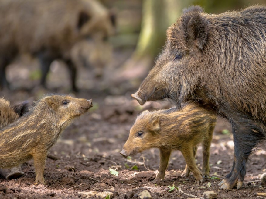 Giai đoạn lợn rừng đực nặng khoảng 15kg đến 25 kg