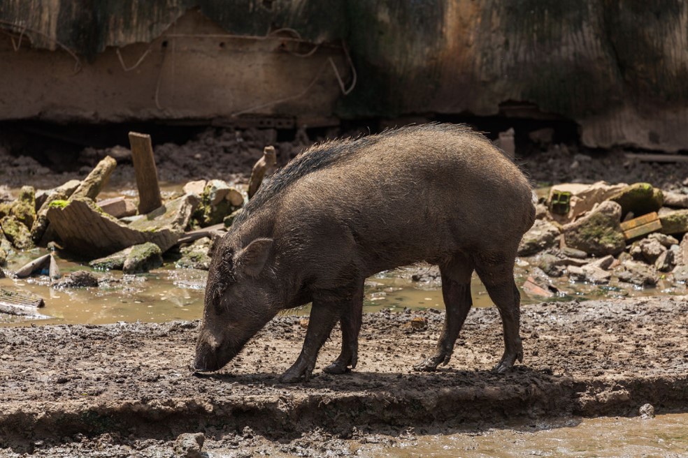 Giai đoạn lợn rừng đực nặng từ 35kg trở lên