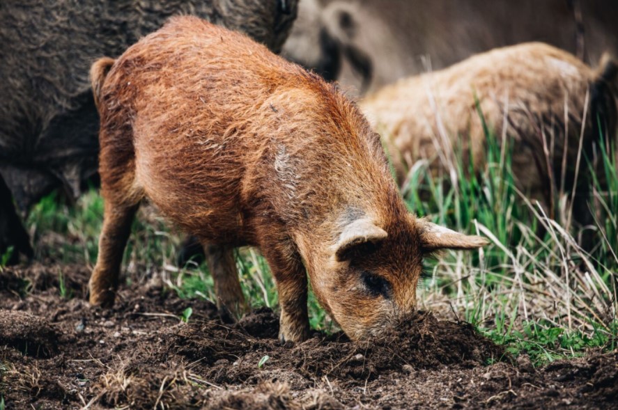 Kinh nghiệm chọn lợn rừng khi nuôi