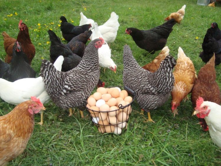 Kỹ thuật nuôi gà thả vườn đẻ trứng hiệu quả