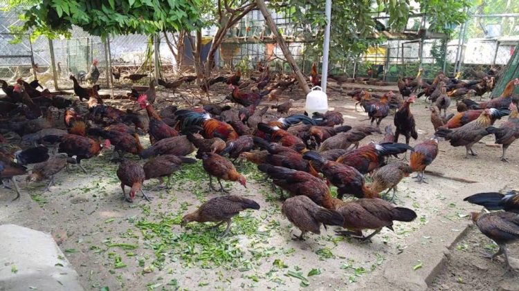 Phương pháp chọn giống và chăn nuôi gà rừng hiệu quả