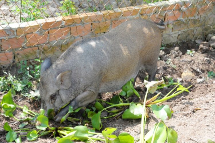 Phương pháp nuôi lợn rừng con hiệu quả cao