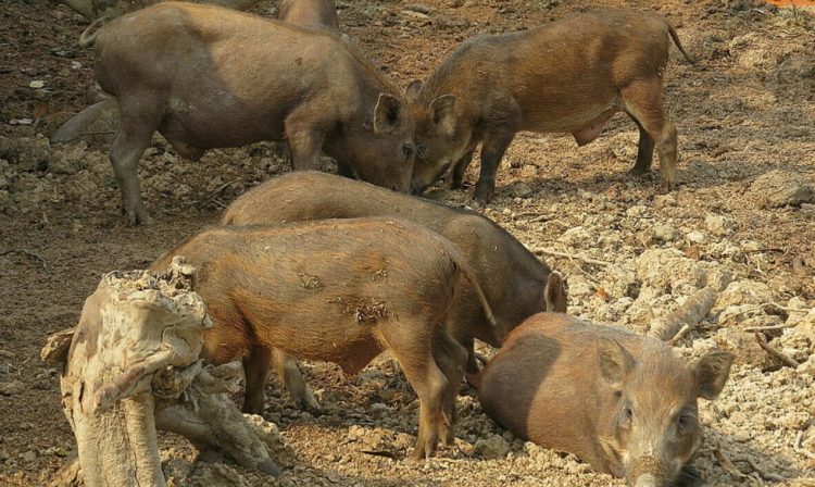Phương pháp nuôi lợn rừng đạt hiệu quả cao, thịt săn chắc