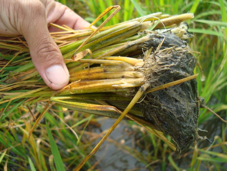 Thông tin chi tiết về bệnh tuyến trùng hại cây lúa và cách phòng bệnh