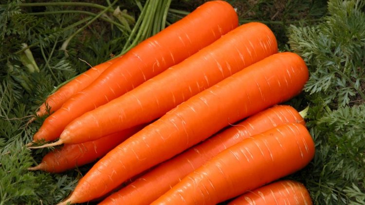 Cà rốt là loại cây trồng thích hợp với thời tiết mát mẻ