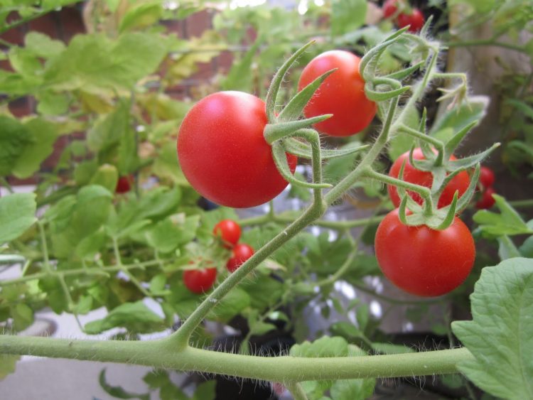 Tổng hợp các biện pháp phòng bệnh xoăn vàng lá ở cà chua