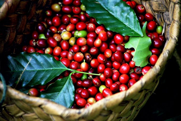 Dự báo xuất khẩu cà phê tăng trưởng mạnh trong năm tới