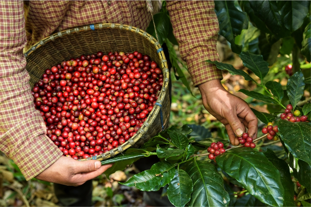 Xuất khẩu cà phê của Việt Nam dự báo sẽ tăng lên, nhất là ở Hàn Quốc
