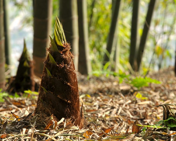 Hướng dẫn trồng và chăm sóc cây tre làm tăng năng suất măng