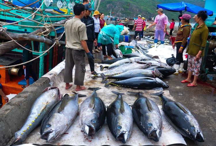 Trung Quốc tăng nhập khẩu cá ngừ Việt Nam ngay mùa dịch