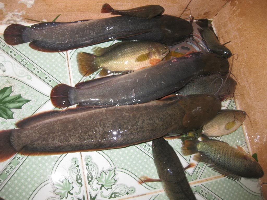 Vấn đề về việc cá chết hàng loạt gây nhức nhối
