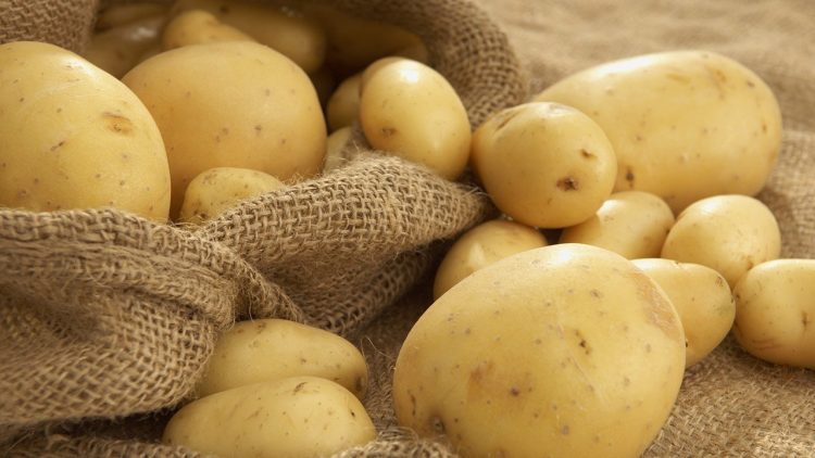 Trồng khoai tây như thế nào để đạt năng suất cao và chất lượng tốt nhất?
