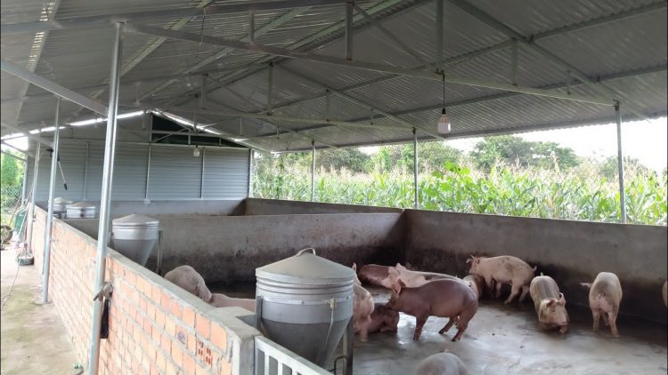 Người chăn nuôi khổ sở vì giá lợn giảm, giá thức ăn tăng cao