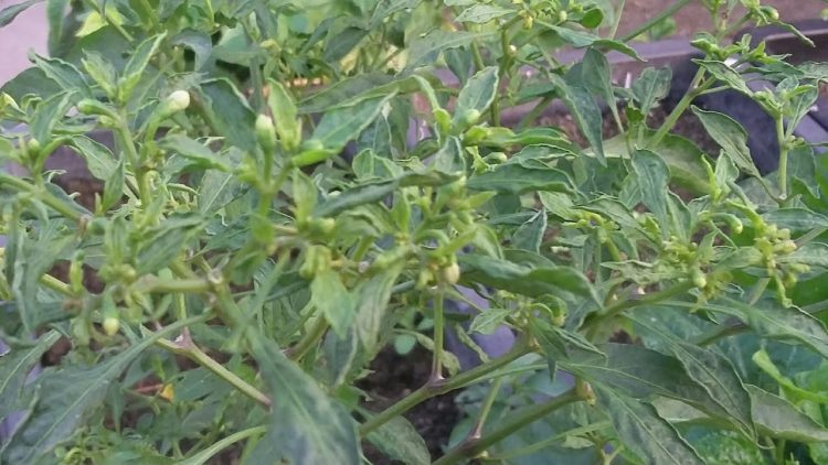 Tham khảo biện pháp quản lý bệnh xoăn lá do Papaya leaf curl virus