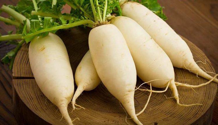 Củ cải trắng sẽ lớn nhanh, cho năng suất cao nếu bạn trồng đúng cách