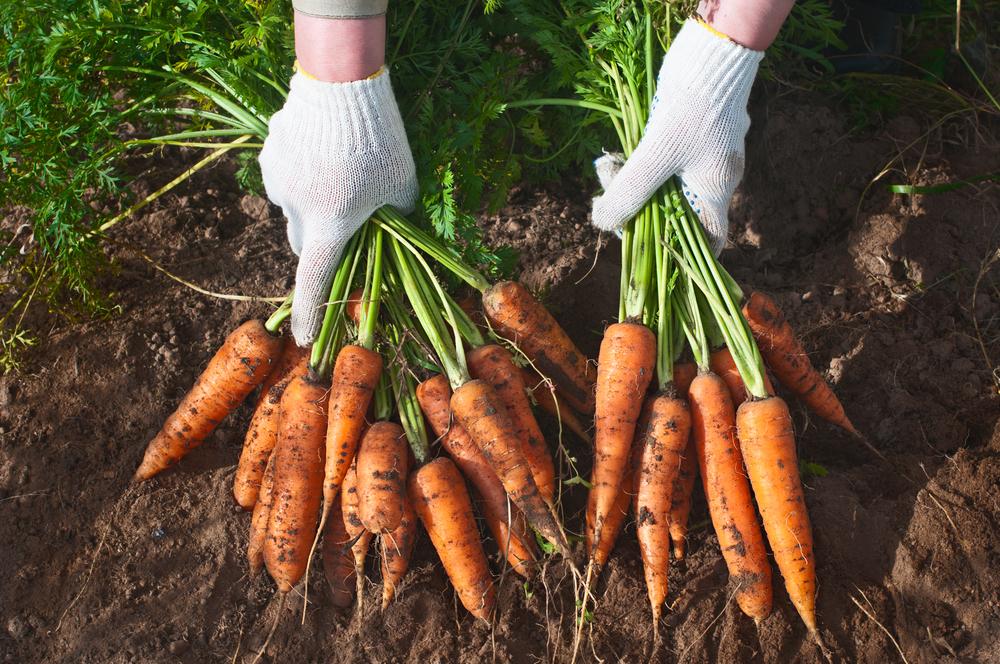 Thời gian trồng cà rốt