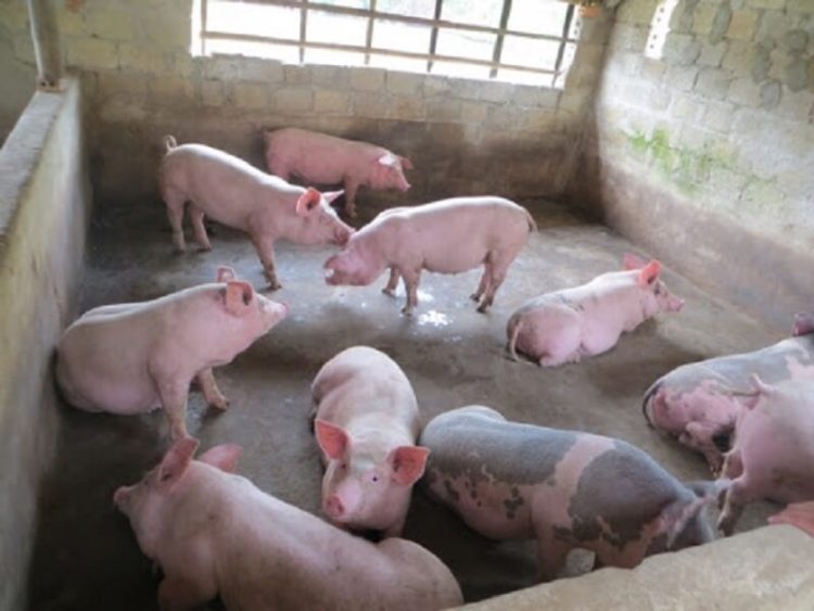 Liệt kê những bệnh phổ biến ở lợn và cách phòng ngừa hiệu quả