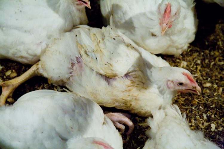 Những cách điều trị và phòng ngừa bệnh cầu trùng trên gà hiệu quả