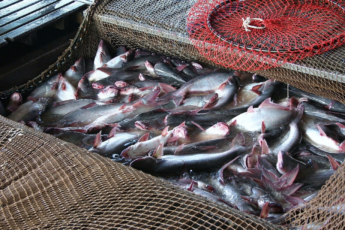Chuỗi ngành hàng cá tra chịu ảnh hưởng lớn từ dịch bệnh Covid-19