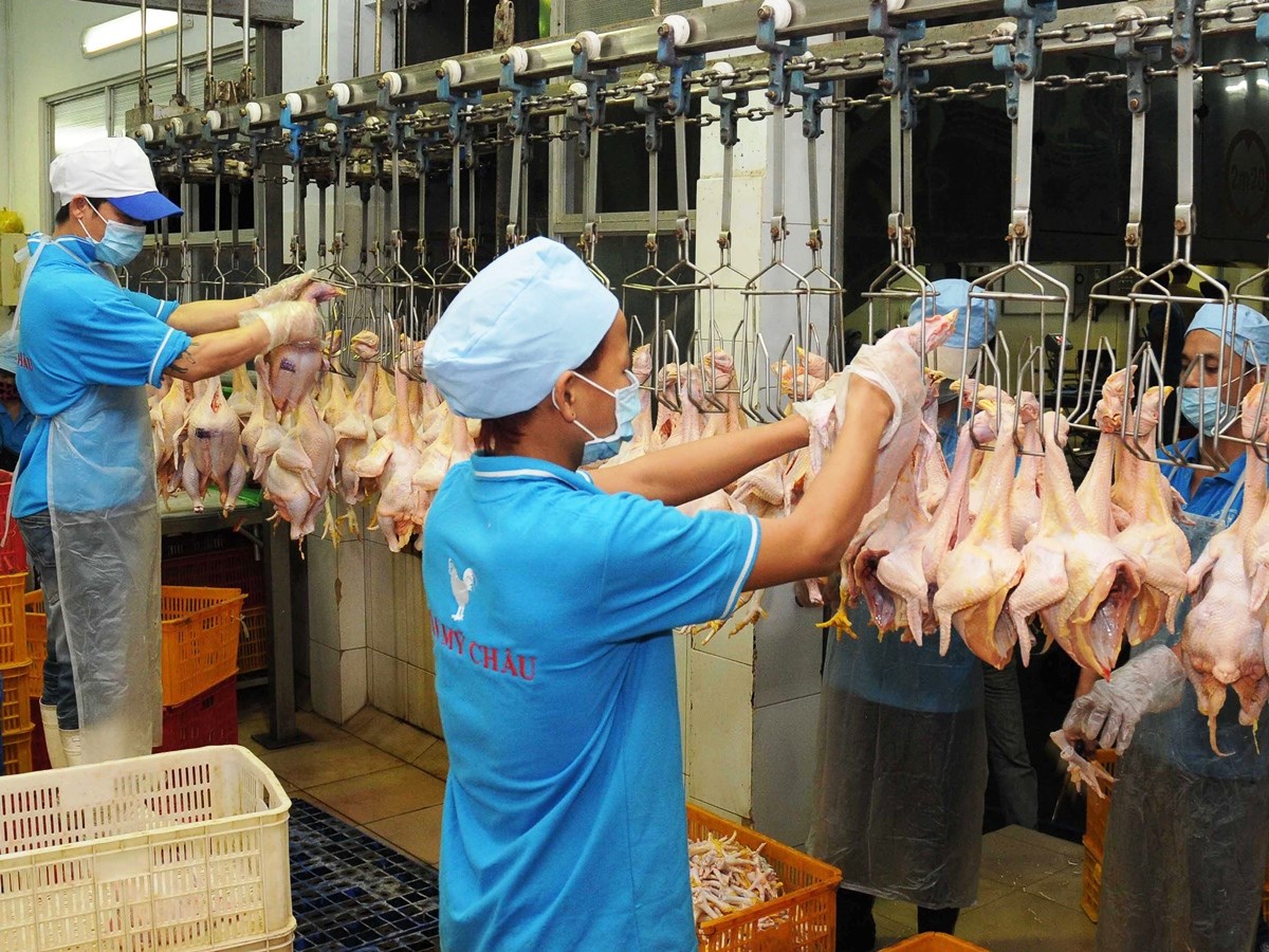 Việt Nam sẵn sàng điều kiện để xuất khẩu gà